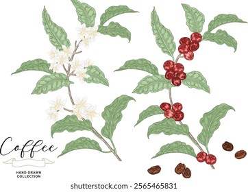 Coffee plant vector illustration. Hand drawn coffee branch with flowers and ripe coffee berries. Vintage engraving.