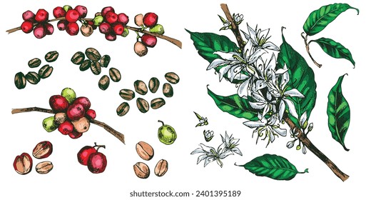 Coffee plant vector illustration. Tree branches with leaves, flowers, red and green berries. Hand drawn colorful image in vintage style for packaging design, product menu, cafe shop. Vector eps. 