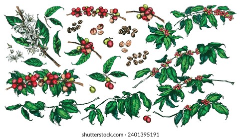 Coffee plant vector illustration. Tree branches with leaves, flowers, red and green berries. Hand drawn colorful image in vintage style for packaging design, product menu, cafe shop. Vector eps. 