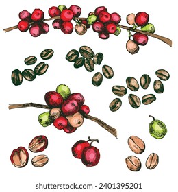 Coffee plant vector illustration. Tree branch with red and green berries. Hand drawn colorful image in vintage style for packaging design, product menu, cafe shop. Vector eps. 