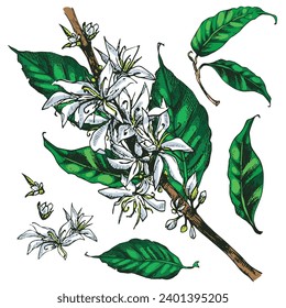Coffee plant vector illustration. Tree branch with flowers and leaves, flowering plant. Hand drawn colorful image in vintage style for packaging design, product menu, cafe shop. Vector eps. 