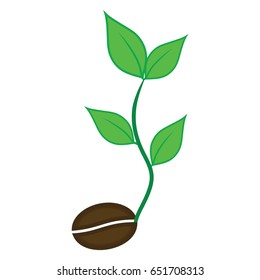 coffee plant vector Seed Icons vector