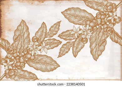 Coffee plant vintage background design