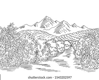 Coffee plantation graphic black white landscape sketch illustration vector