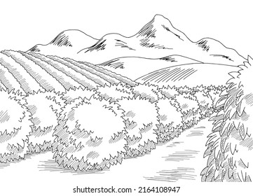 Coffee plantation graphic black white landscape sketch illustration vector 