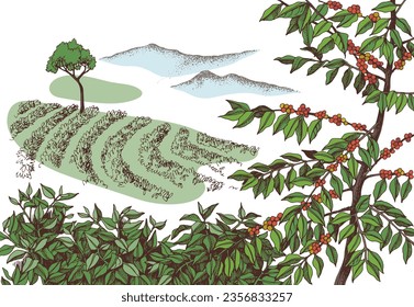 Coffee plantation hand drawn landscape