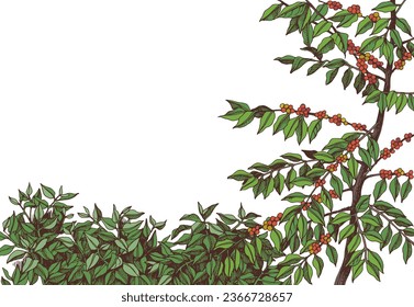 Coffee plantation hand drawn landscape