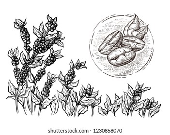 coffee plantation landscape and coffee bean macro in graphic style hand-drawn vector illustration.