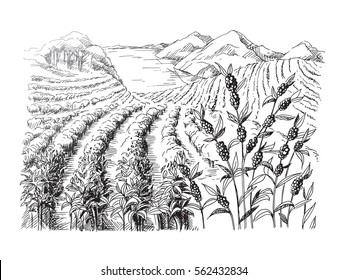 coffee plantation landscape in graphic style