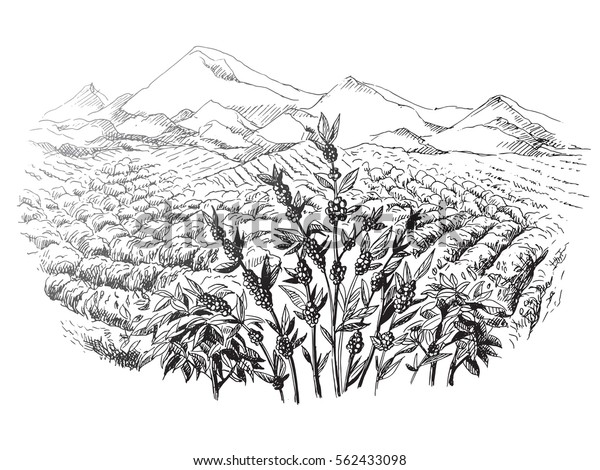 coffee plantation\
landscape in graphic\
style