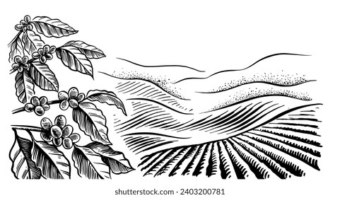 coffee plantation landscape. Coffee plant drawing