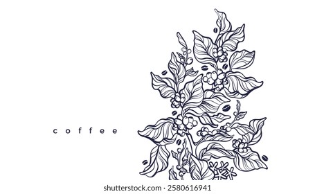 Coffee plantation. Vector outline branch, shape of beans, graphic leaves. Art hand drawn engraved illustration for cafe shop, template on transparent background. Retro template