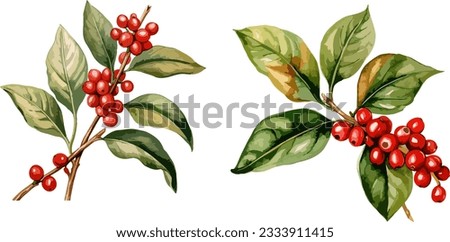 Coffee plants clipart, isolated vector illustration.