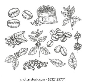 Coffee plants sketch. Vintage black beans, tasty arabica robusta grains. Isolated hand drawn branch and leaf, cafe cafeteria vector elements. Sketch drawing leaf engraving caffeine illustration