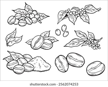 Coffee plants sketch. Vintage black beans, arabica robusta grains. Isolated hand-drawn branch and leaf. For coffee shop branding, packaging, cafe menus, and beverage-themed projects.