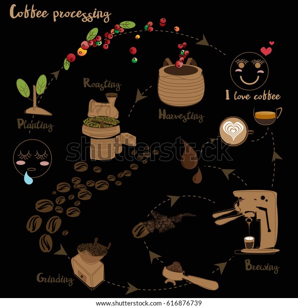Coffee Processing Step By Step Stock Vector (Royalty Free) 616876739
