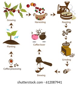 coffee processing step by step from bean to coffee lover