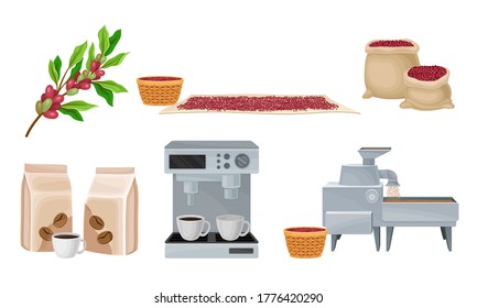 Coffee Production with Conveyor Equipment and Coffea Fruit Harvesting Vector Set