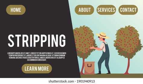 Coffee production. Male farmer with bag stripping coffee beans from the tree. Agricultural harvesting works on plantation. Landing page template. Vector illustration
