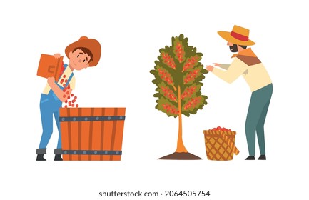 Coffee Production with Man Farmer Picking Berry in Basket Vector Set
