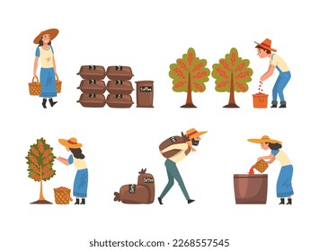 Coffee Production with Man and Woman Farmer Picking Berry in Basket and Carrying Sacks Vector Set