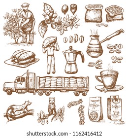 Coffee production vector plantation farmer picking coffeine beans on tree and vintage drawing drink retro cafe collection sketch coffeebean dessert illustration.