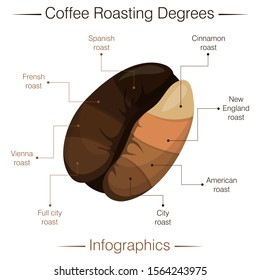 Coffee roasting degrees. Infographics. Bean in the section. Scheme with explanations. Technology of coffee production. Cartoon vector illustration. Isolated object on white background.