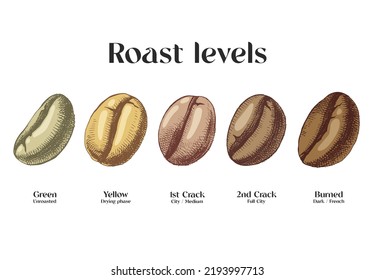 Niveles de tostado de café para el diseño de envases.