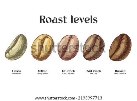 Coffee Roasting Levels for packaging design.