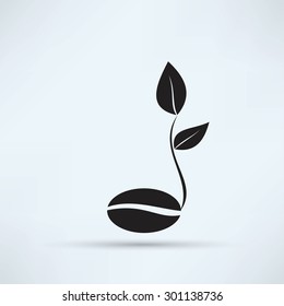 coffee seedlings
