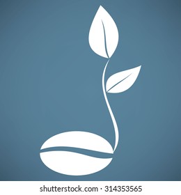 coffee seedlings