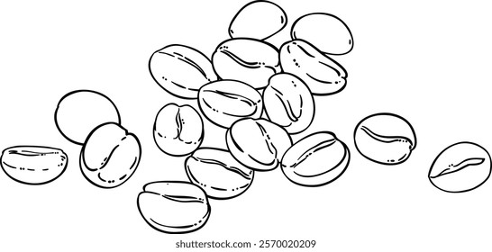 coffee seeds vector isolated  illustration