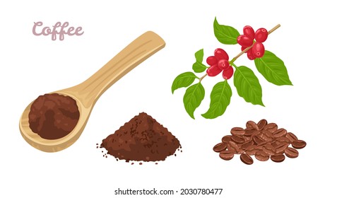 Coffee set. Ground coffee in a wooden spoon, heap of whole beans and a branch of a plant with coffee berries. Vector illustration in cartoon flat style.