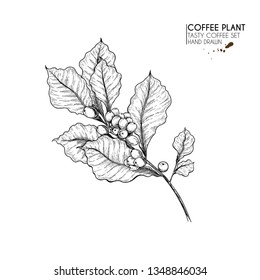Coffee Set. Hand Drawn Coffee Tree Branch With Berries And Leaves. Vector Engraved Icon. Morning Fresh Drink. For Restaurant And Cafe Menu, Coffee Shop Flyer, Banner Design Template.