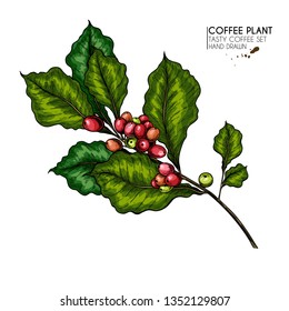 Coffee set. Hand drawn coffee tree branch with berries and leaves. Vector colored engraved icon. Morning fresh drink. For restaurant and cafe menu, coffee shop flyer, banner design template.