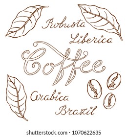 coffee set with leasing, coffee, robusta, arabica, grains, leaves, hand-drawn, vector illustration