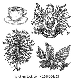 Coffee set. Picker, tree, branch with berries and cup of cappuccino. Sketch. Engraving style. Vector illustration.