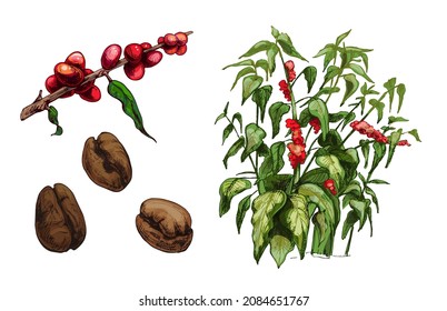 Coffee set. Tree, branch and beans. Vintage vector hatching color hand drawn illustration isolated on white background