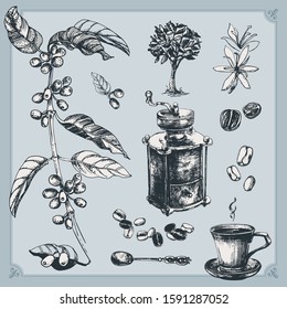 Coffee set. Vintage illustration of coffee making process. Isolated objects including a branch, tree, a cup of coffee, a spoon, beans, fruits and leaves, a flower.