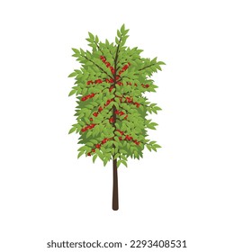 Coffee shrub with red berries isometric vector illustration