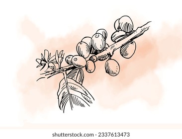 coffee of sketch ink drawing for packaging, banner, poster, menu, promotion. coffee label vintage digital promotion. coffee of ink water colour vector