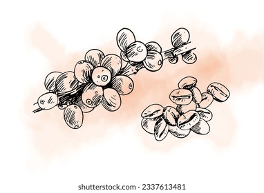 café del dibujo de la tinta de boceto para empaque, banner, afiche, menú, promoción. promoción digital vintage con etiqueta de café. vector de color de agua de tinta