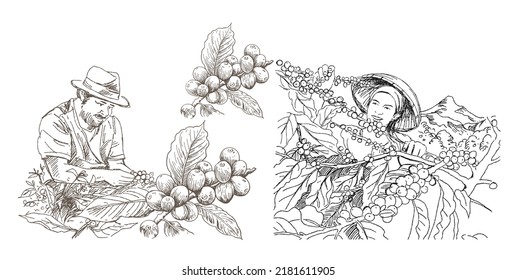 coffee sketch of ink hand drawn. set coffee sketch for packaging label, poster, banner, advertising, and brochure. coffee picker vector. coffee hand-drawn