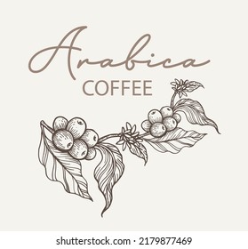 coffee sketch of ink for label, banner, and packaging. vintage coffee for shop, menu, card, pattern