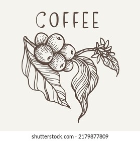 coffee sketch of ink for label, banner, and packaging. vintage coffee for packaging, postcard, poster, advertising, label sticker. vector