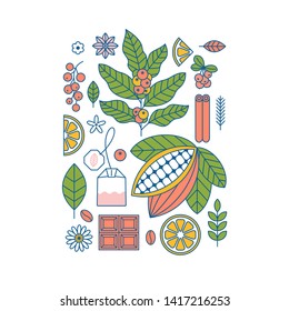 Coffee and tea plants and elements collection. Cocoa  coffee  matcha. Flat graphic. Vector illustration