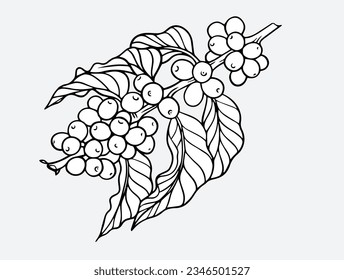 coffee tree bean line of sketch ink drawing for packaging, label, sticker, poster, banner, promotion, card, advertising, menu, logo, art print. coffee farm line vector.