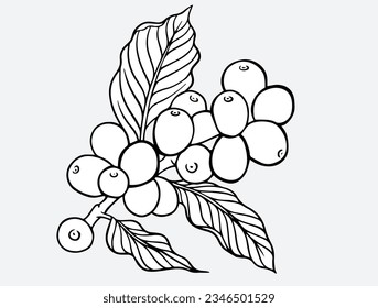 coffee tree bean line of sketch ink drawing for packaging, label, sticker, poster, banner, promotion, card, advertising, menu, logo, art print. coffee farm line vector.
