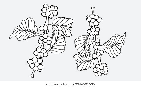 línea de judías de árbol de café del dibujo de la tinta de boceto para empaque, etiqueta, pegatina, afiche, pancarta, promoción, tarjeta, publicidad, menú, logotipo, impresión de arte. vector de línea de la granja de café.