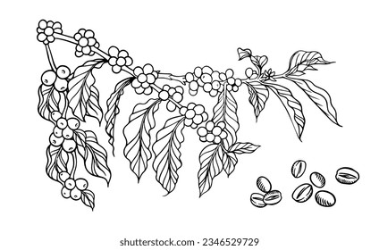 coffee tree and bean of sketch ink line drawing for background, poster, banner, brochure, name card, flayer, coffee shop, web, illustration vector. coffee farm of line black on white paper vintage.